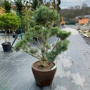 Borovica drobnokvetá (Pinus parviflora) ´BREVIFOLIA´ - výška 80-100 cm, kont. C35L - BONSAJ (-30°C)